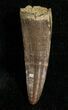 Leidyosuchus Tooth - Cretaceous Crocodile #5725-1